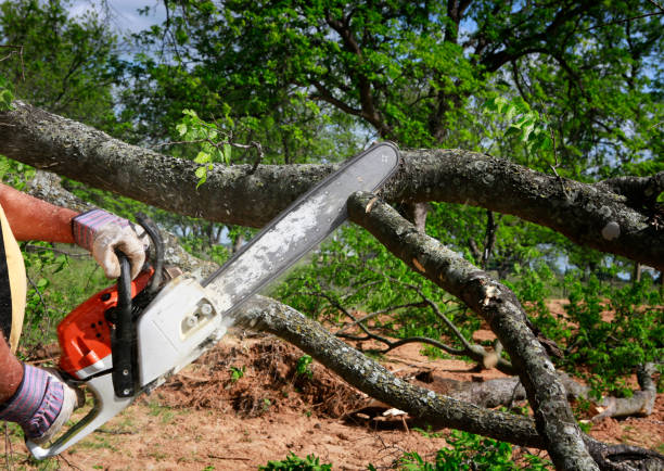 Trusted North Crossett, AR Tree Service Experts